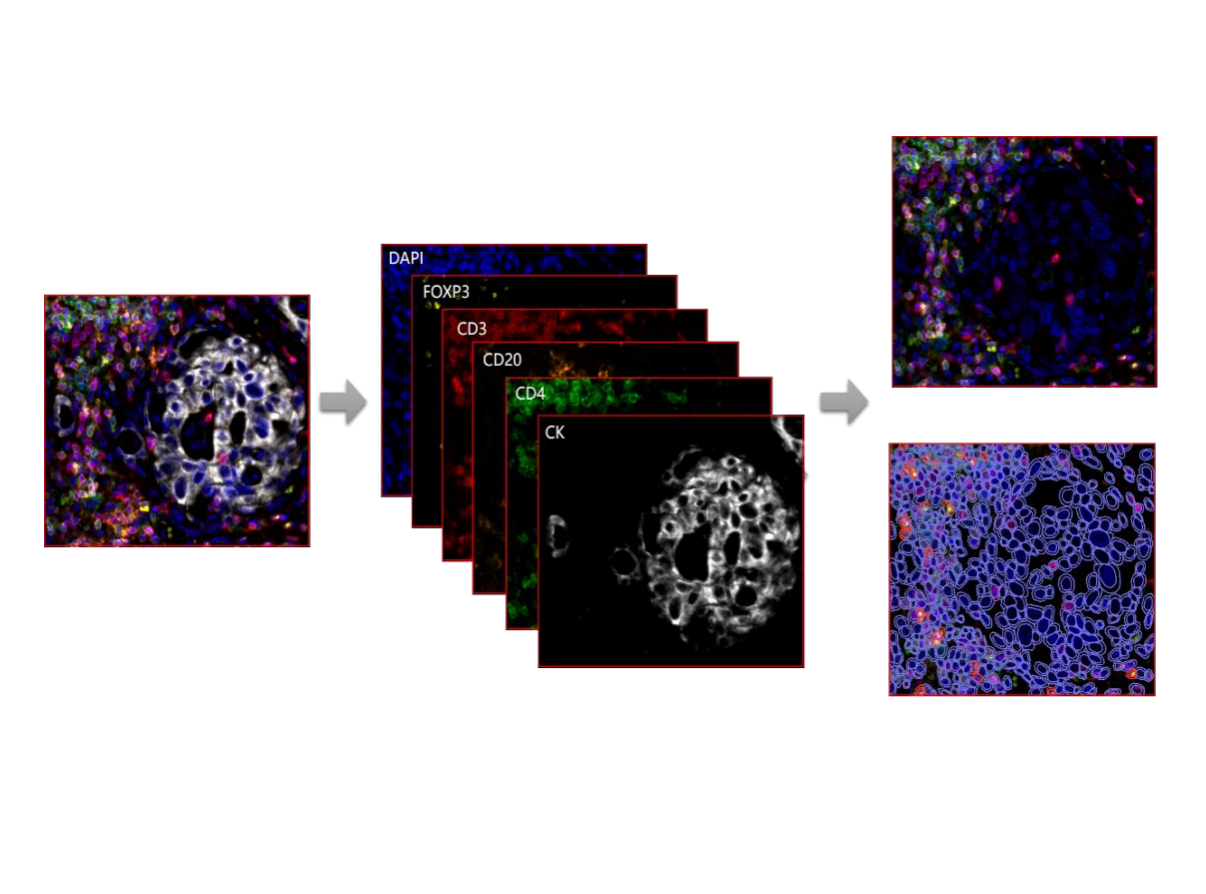 Antibody & biomarker evaluation